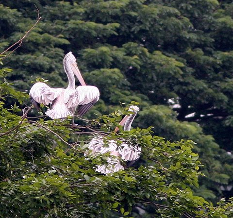 spot billed pelican on tree 070907 lalbagh