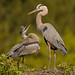 Great Blue Herons: Big Baby and Mother by vanessa hilliard