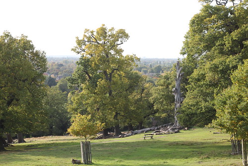 View across Surrey from Richmond Park