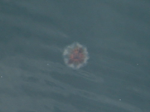 Gowanus Jellyfish