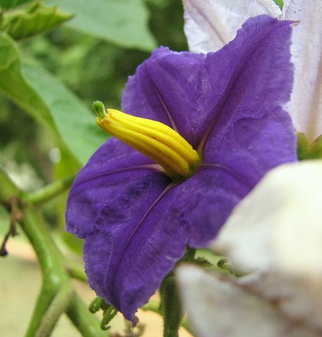 Deadly Nightshade (potato plant) creeper...flower lalbagh