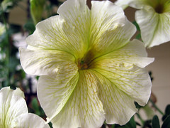 limoncello petunia