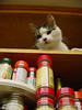 Rory on an upper shelf above the spice rack in a kitchen cupboard.