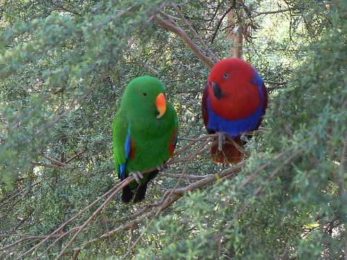 Male & Female Eclectus Parrots by ianmichaelthomas.