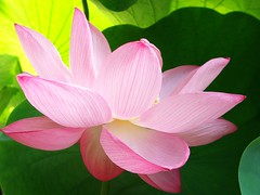 Pink lotus - by tanakawho