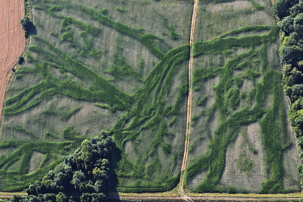 Luftbild von den Spuren alter Wasseradern im Maisfeld bei anhaltender Trockenheit