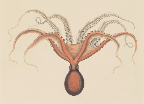 Octopus megalocyathus