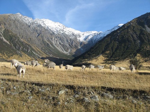 Moutons et montagnes