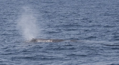 Sperm Whale spouting