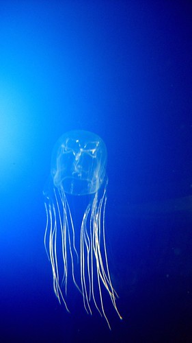 small box jellyfish (Chironex fleckeri, possib...