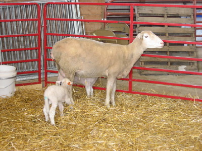 Polypay Ewe and twin lambs