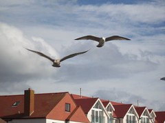 Llandudno seagulls