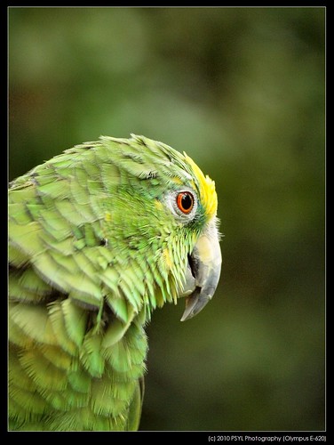 Yellow-headed Amazon Parrot (Amazona oratrix)