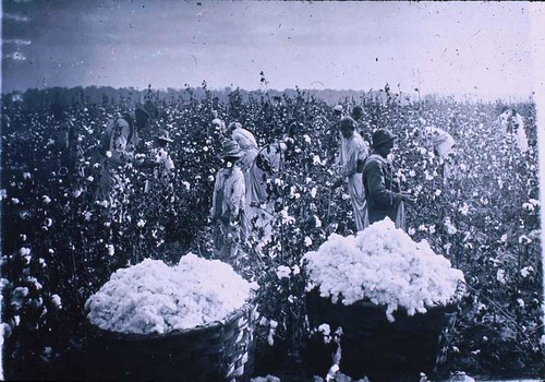 slaves picking cotton. Picking Cotton, Mississippi