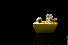 A little cactus wallaper