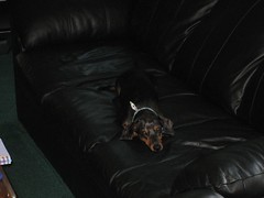 Couch dachshund