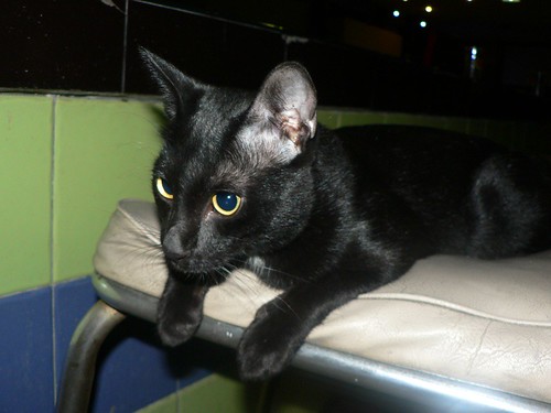 black cat.JPG
