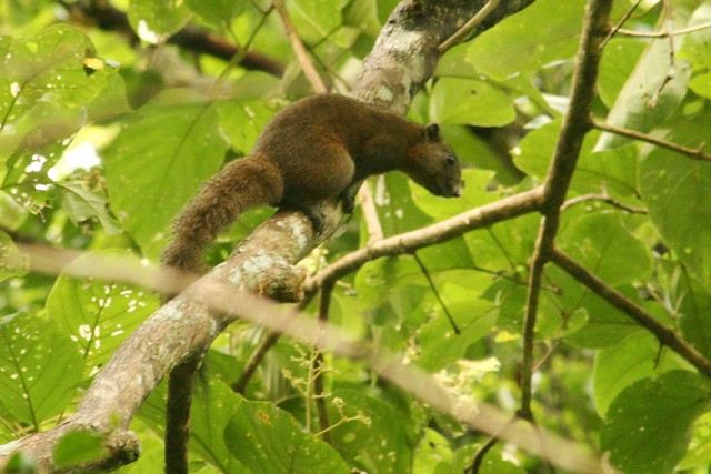 Écureuil à ventre gris, Callosciurus caniceps (Gray-bellied Squirrel)