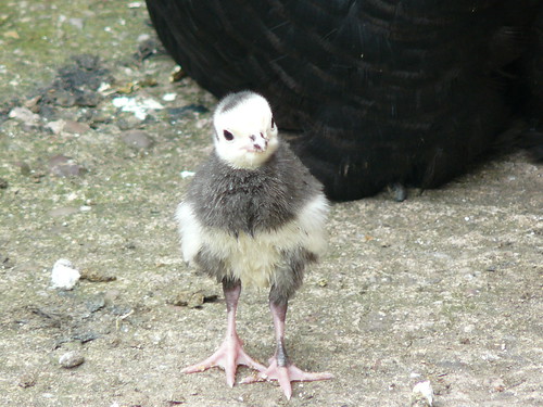 Turkey Chick