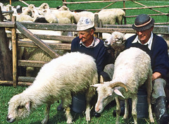 Milking sheep in Poland