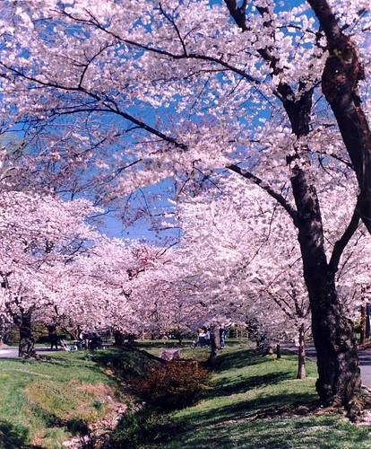 cherry blossom festival. Cherry Blossom in Kenwood
