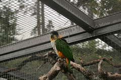 Grünzügelpapagei / green parrot