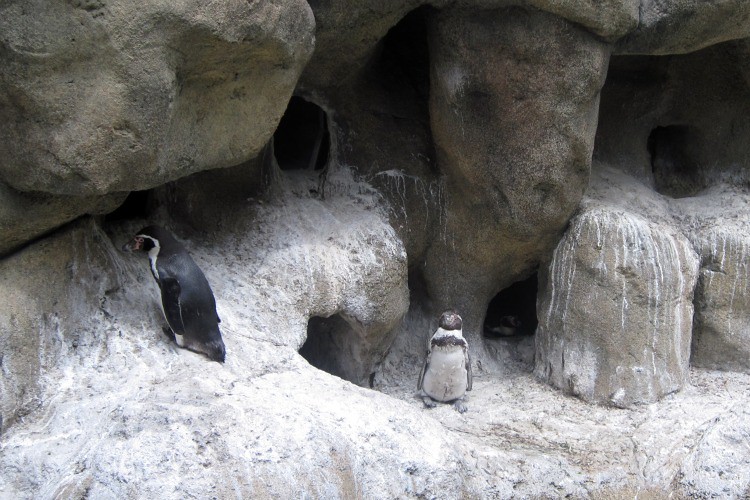penguins4