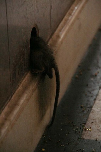 Des tunnels donnent accès aux rats partout dans le temple