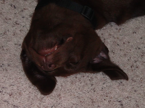Dakota: Chocolate Pup Sleeping