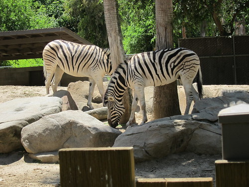 Zoo - June 2010