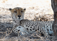 Cheetah #2, Central Kalahari Game Reserve, Botswana