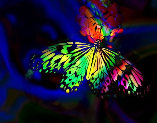 Rainbow Butterflies Backgrounds
