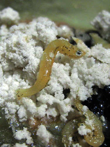 Macro baby eel