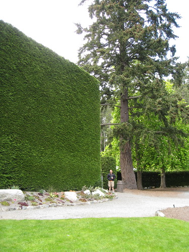 Huge arborvitae hedge at Butchart Gardens in Victoria, BC
