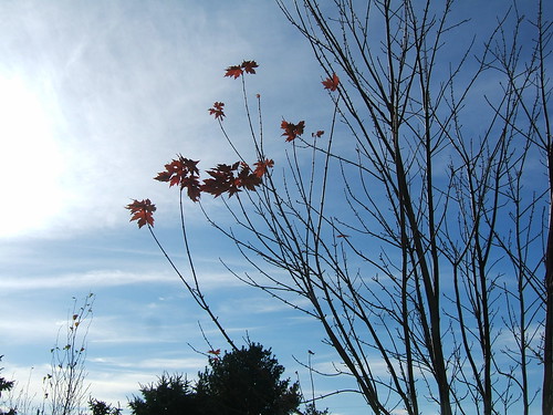 Last Leaves on the Red Maple. - 2