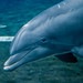Acquario di Genova - Dolphin