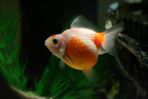 goldfish eggs pictures. images goldfish eggs in tank.