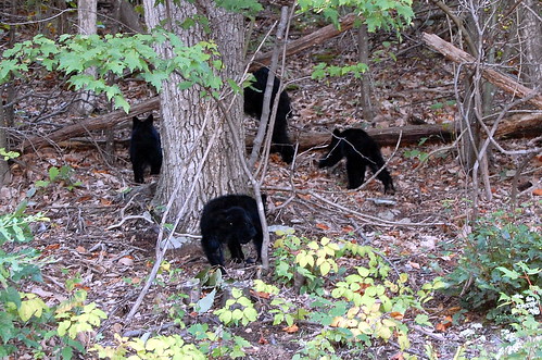 Bear Family of 4