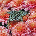 Frog on the Mums DSC_0943-1