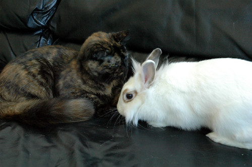 bunnies and kittens. unnies diesel kittens