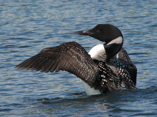 common loon images. Preening Common Loon 2/4