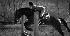 horse jumping, gymnastic, horse training schedule, horse fitness, fitness schedule