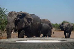 Elephants in the Road, Chobe National Park, Botswana.