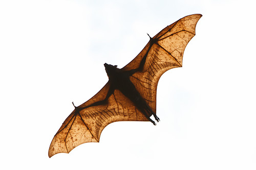 fruit bat flying. Indonesian fruit bat, flying