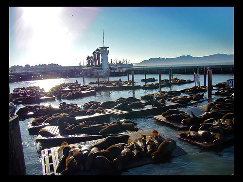 Hundreds of seals