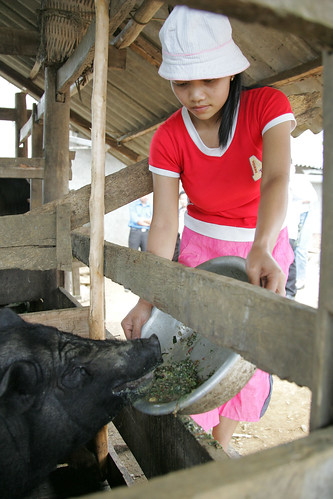 Smallholder pig production in northern Viet Nam