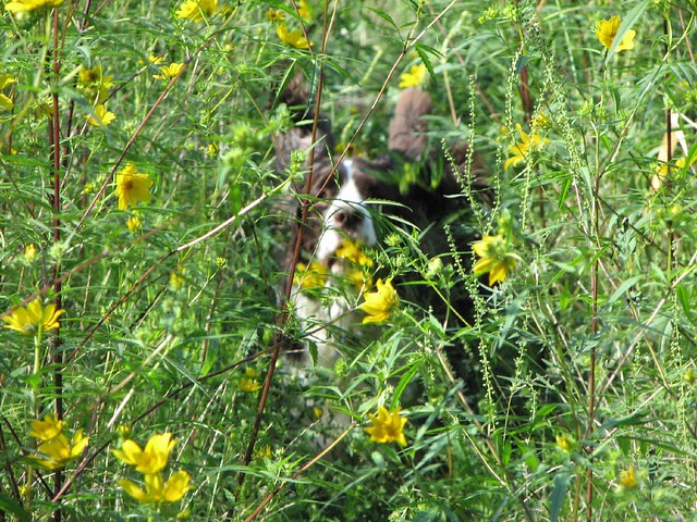 Spaniel in the flowers