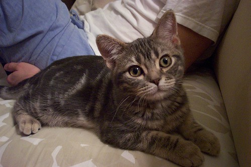 Blue Tabby American Shorthair Kitten