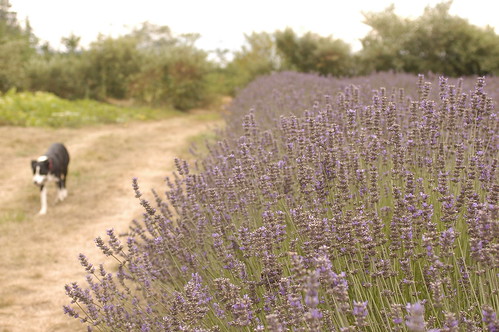 the island - lavender fields