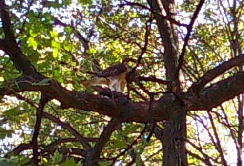 Hawk or Falcon in Prospect Park
